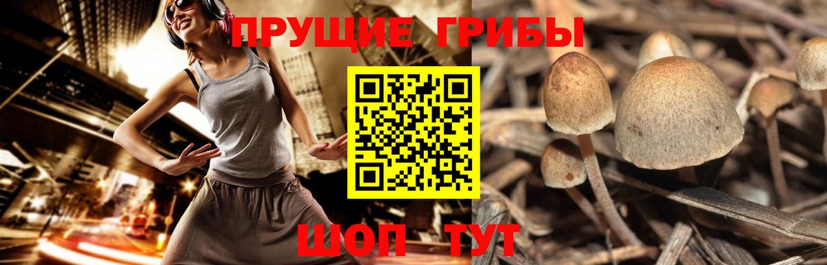Баксан  Псилоцибиновые грибы мухоморы  Вход с VPN 